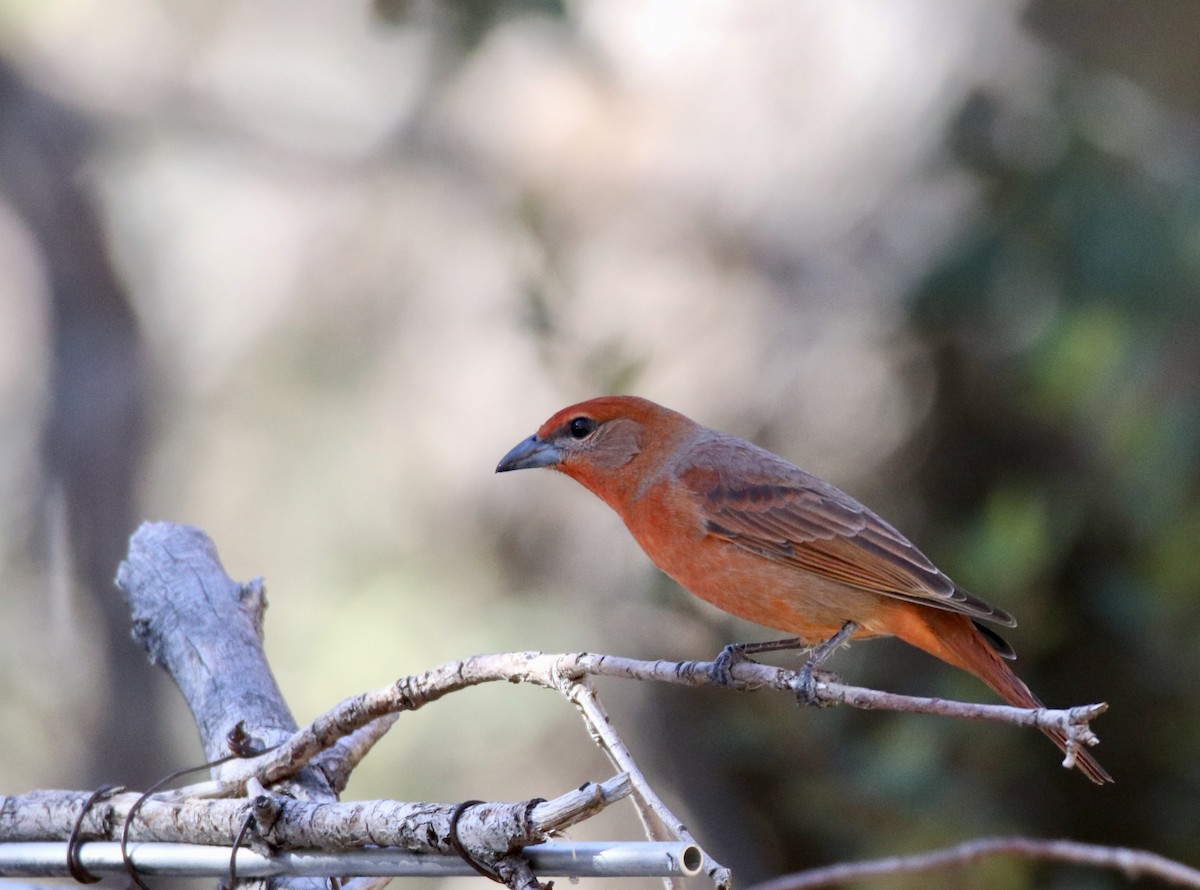 Hepatic Tanager - ML647203961