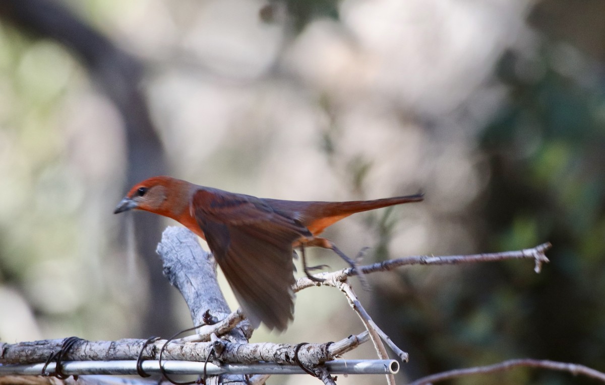 Hepatic Tanager - ML647203962