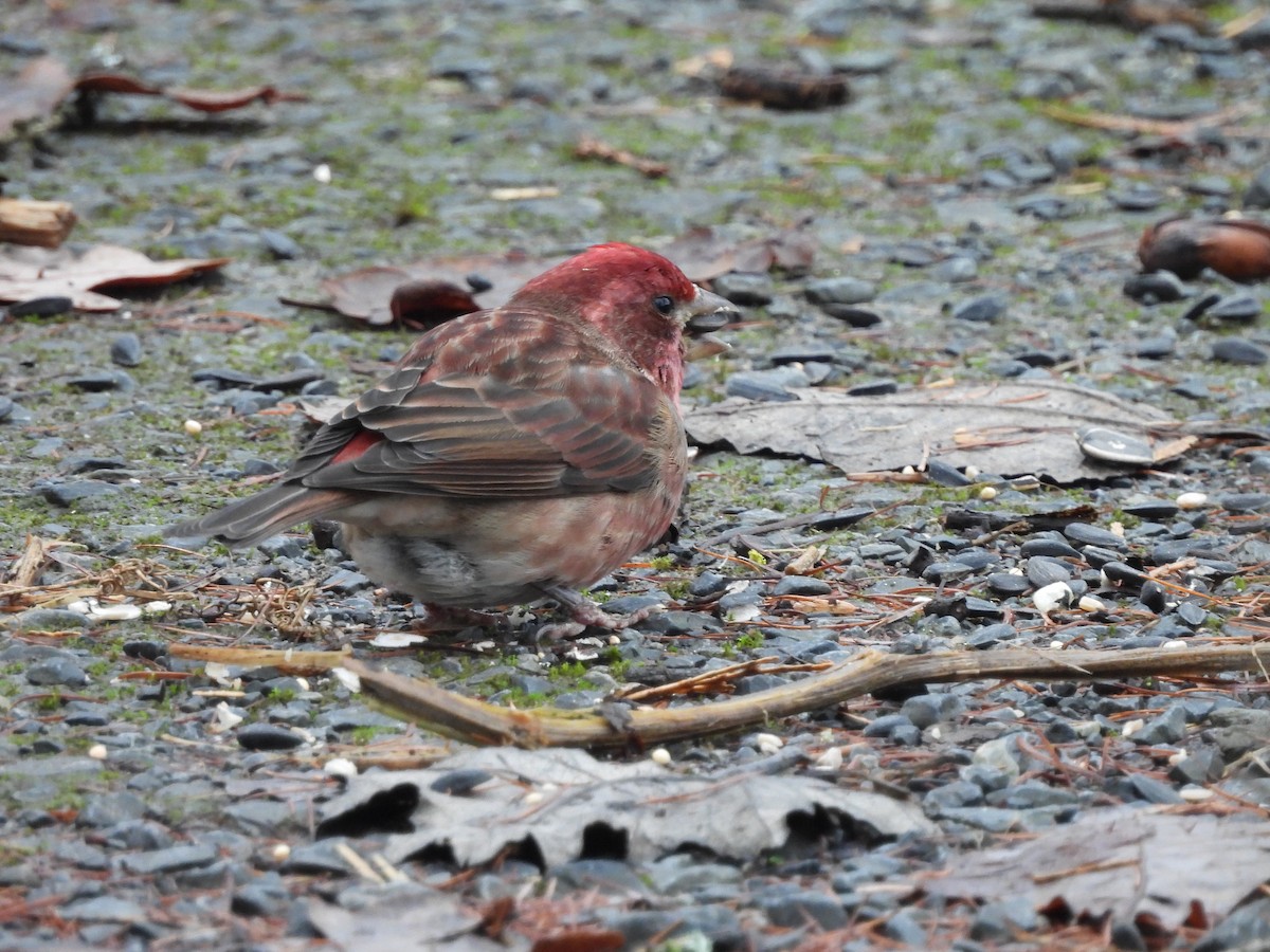 hýl nachový - ML647203963