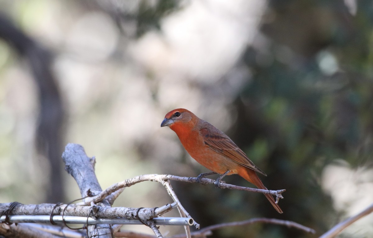 Hepatic Tanager - ML647203964