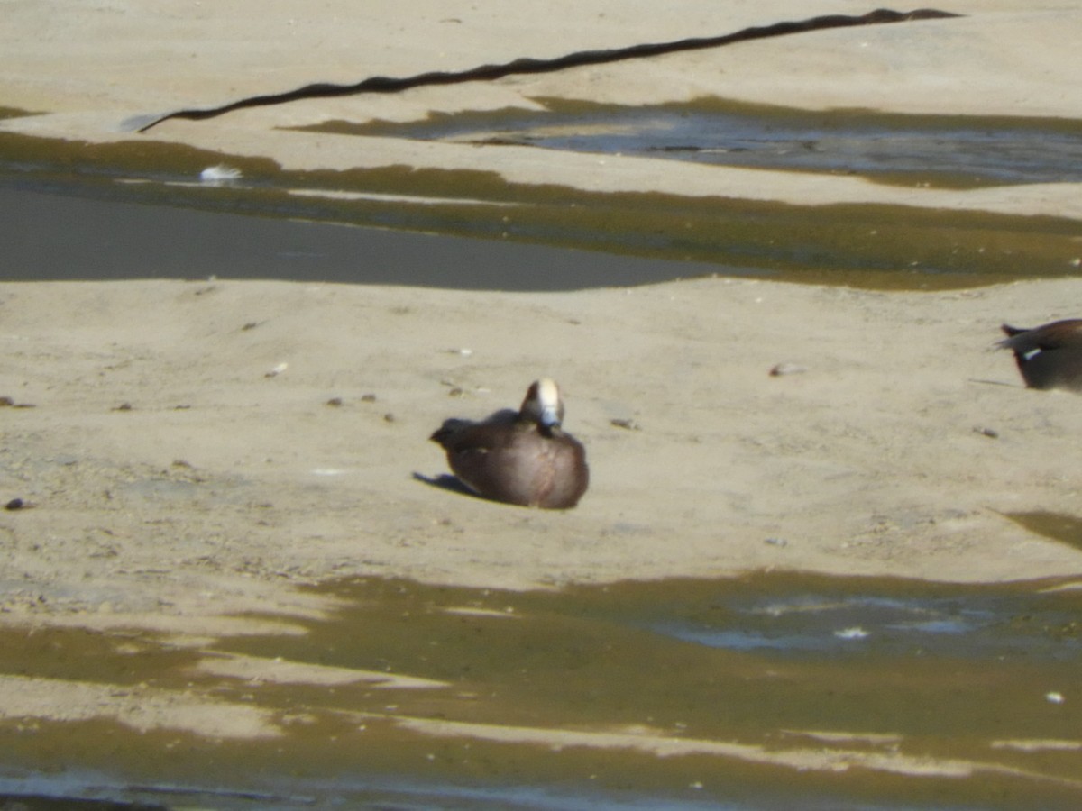 hvízdák americký - ML647203965