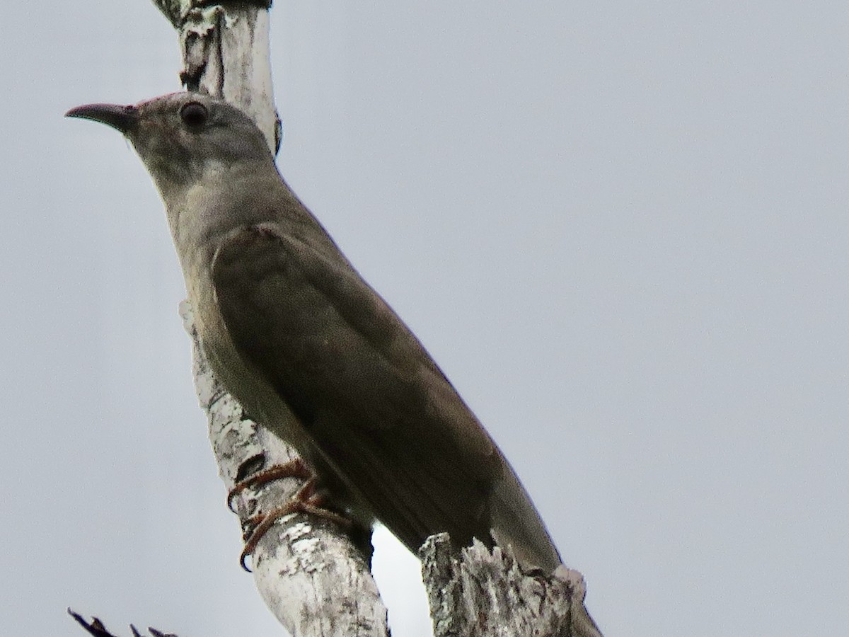 kukačka pokřovní - ML647203967