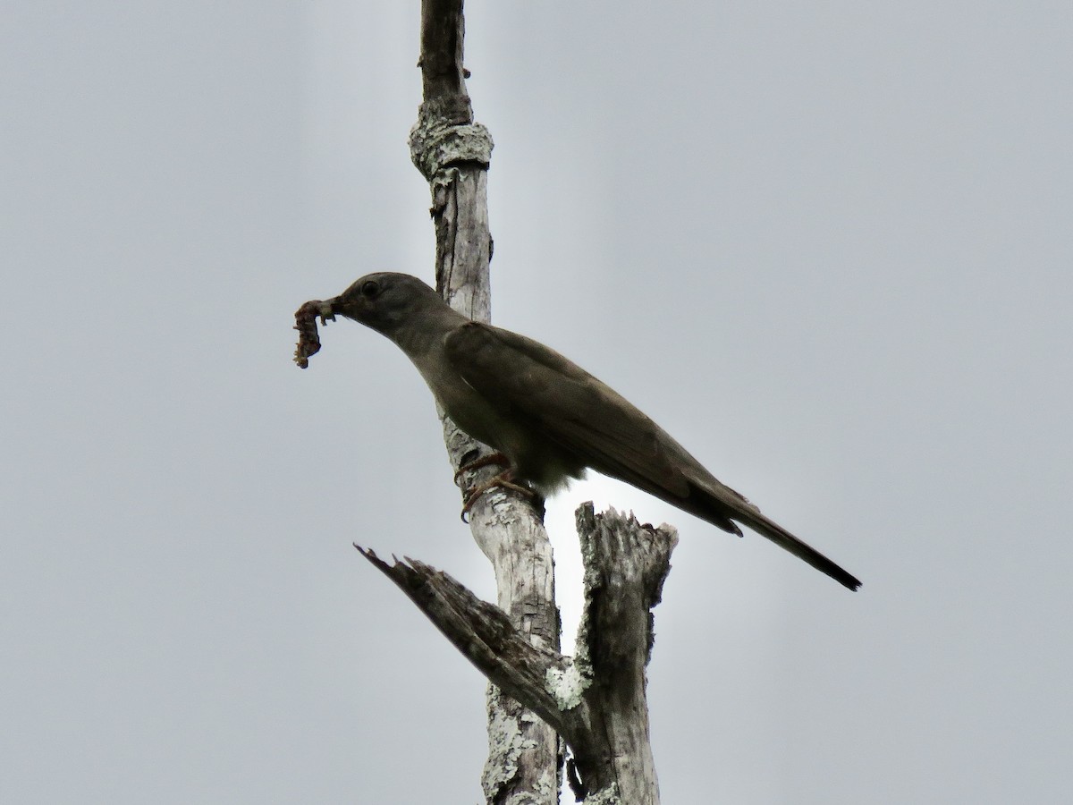 kukačka pokřovní - ML647203969