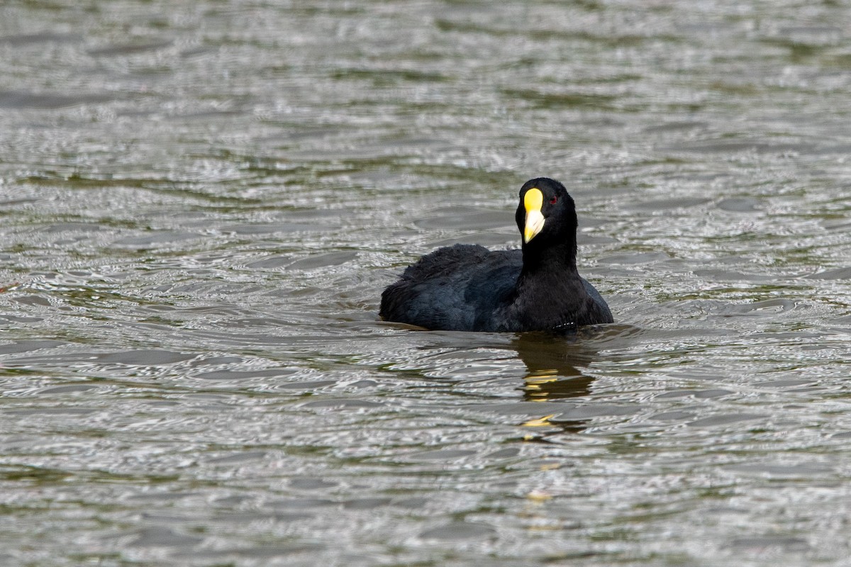 lyska zlatočelá - ML647203970