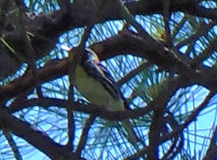 lesňáček zlatohrdlý - ML647203971