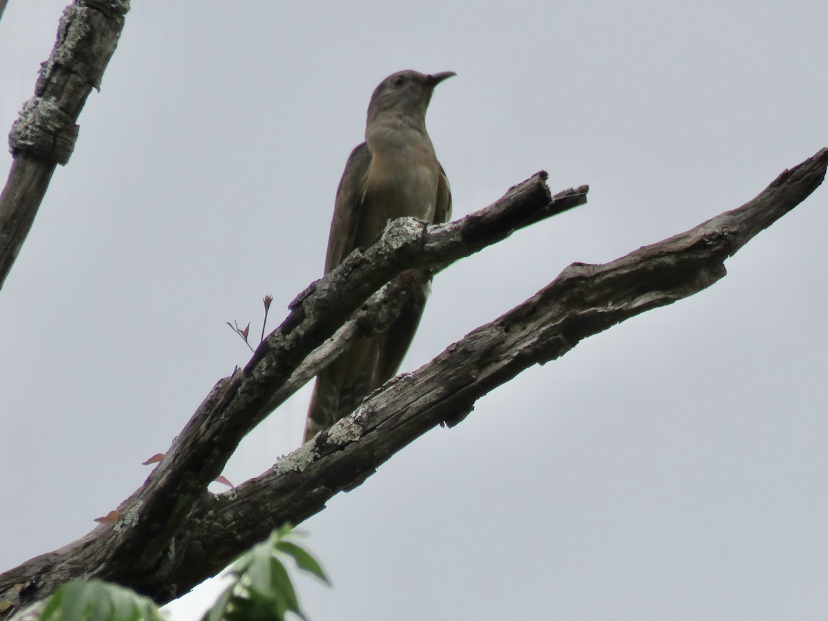 kukačka pokřovní - ML647203972