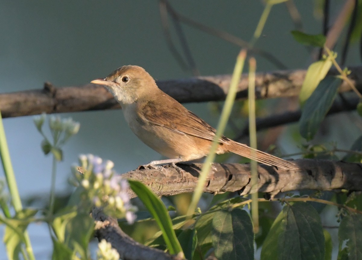 rákosník tlustozobý - ML647203974