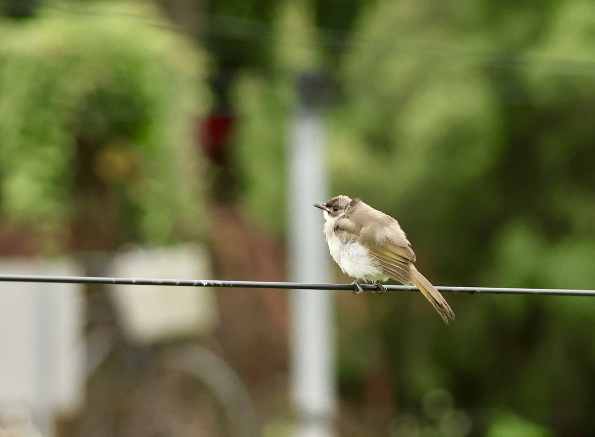 Light-vented Bulbul - ML647203975