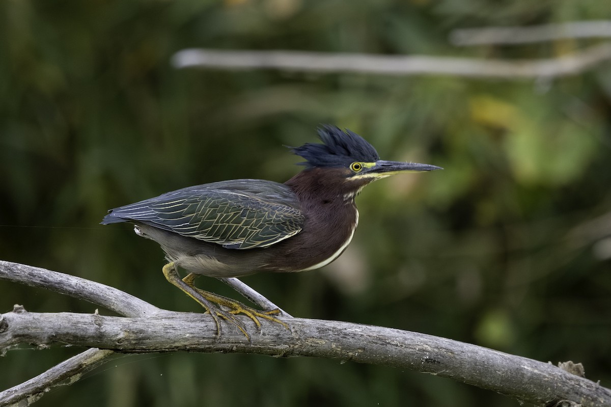 volavka zelenavá - ML647203979