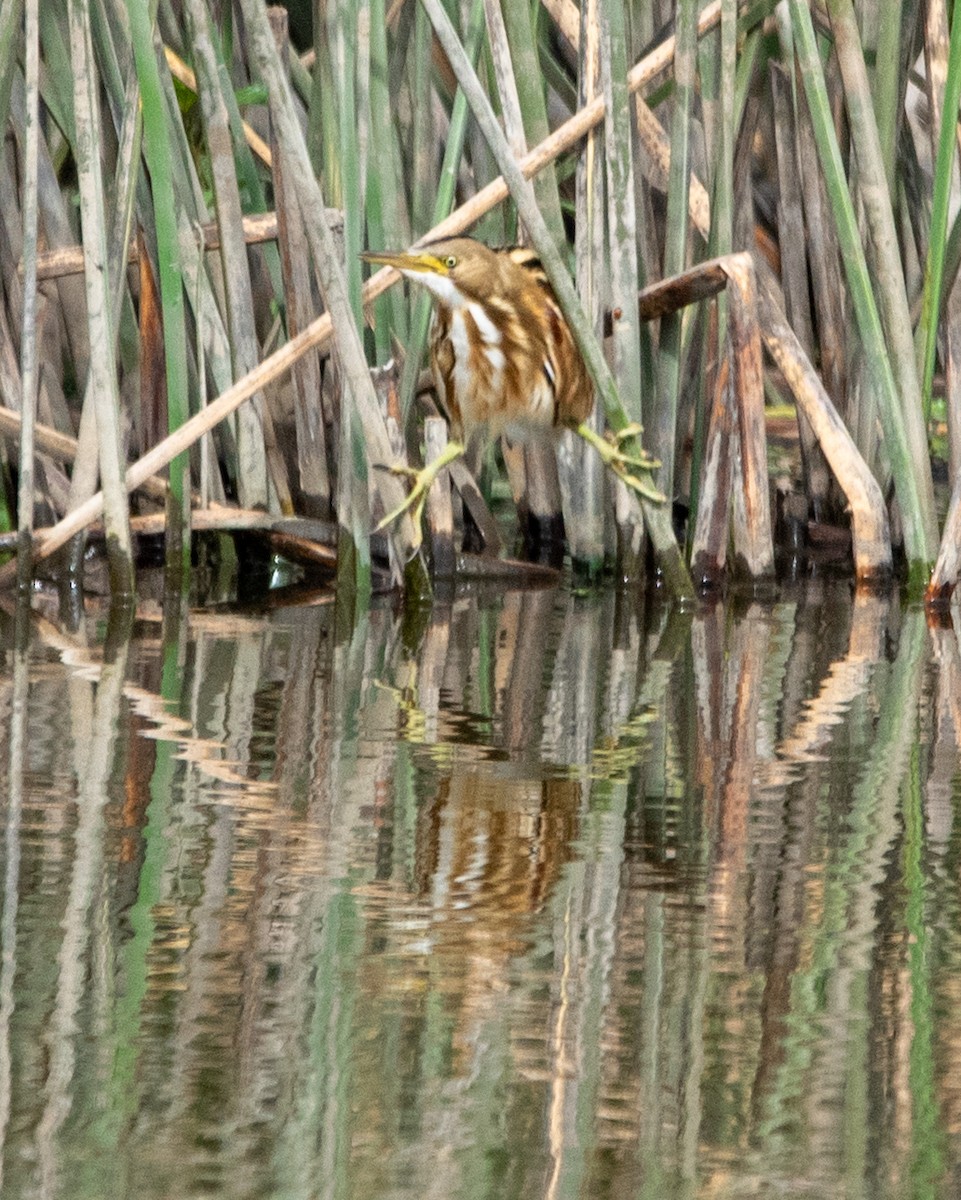 bukáček pruhohřbetý - ML647203980