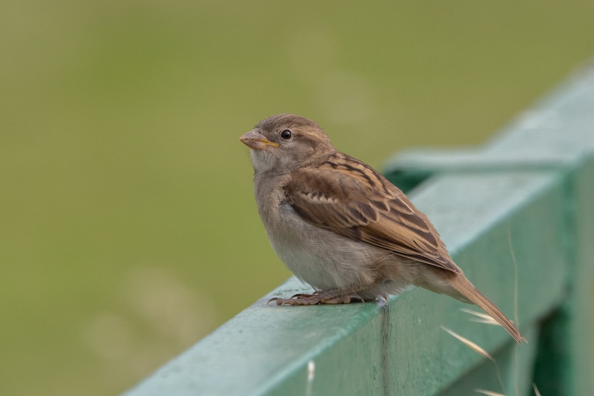 דרור הבית - ML647203982