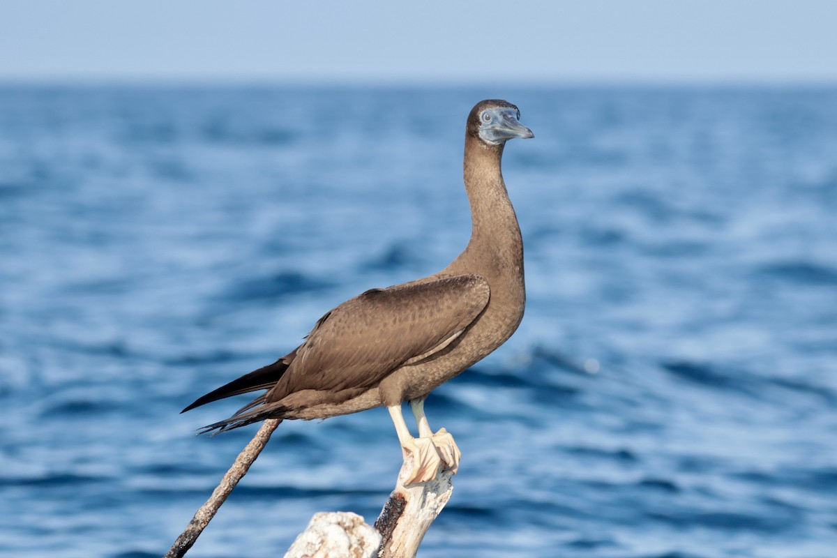 Cocos Booby - ML647203998