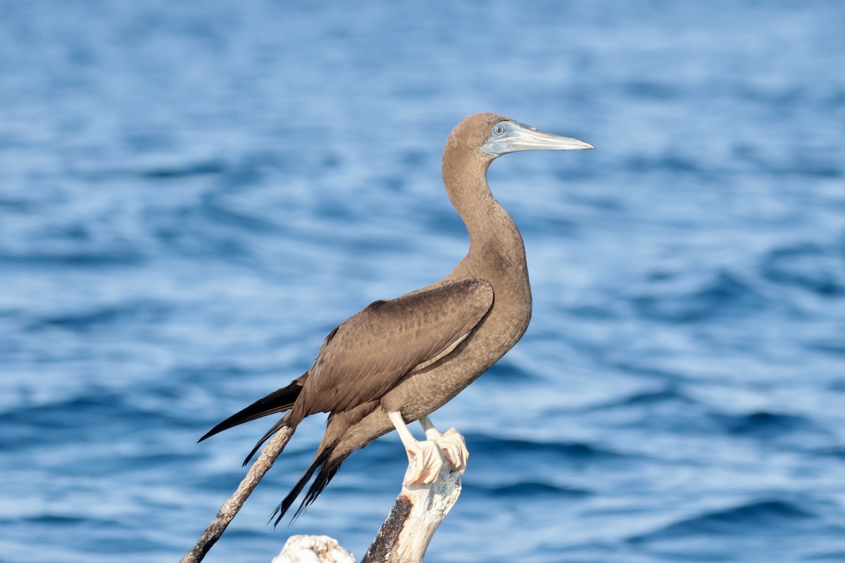 Cocos Booby - ML647203999