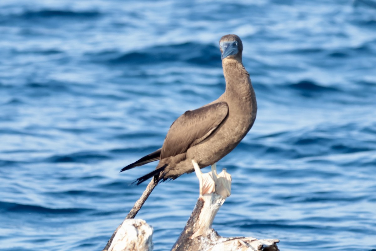 Cocos Booby - ML647204000