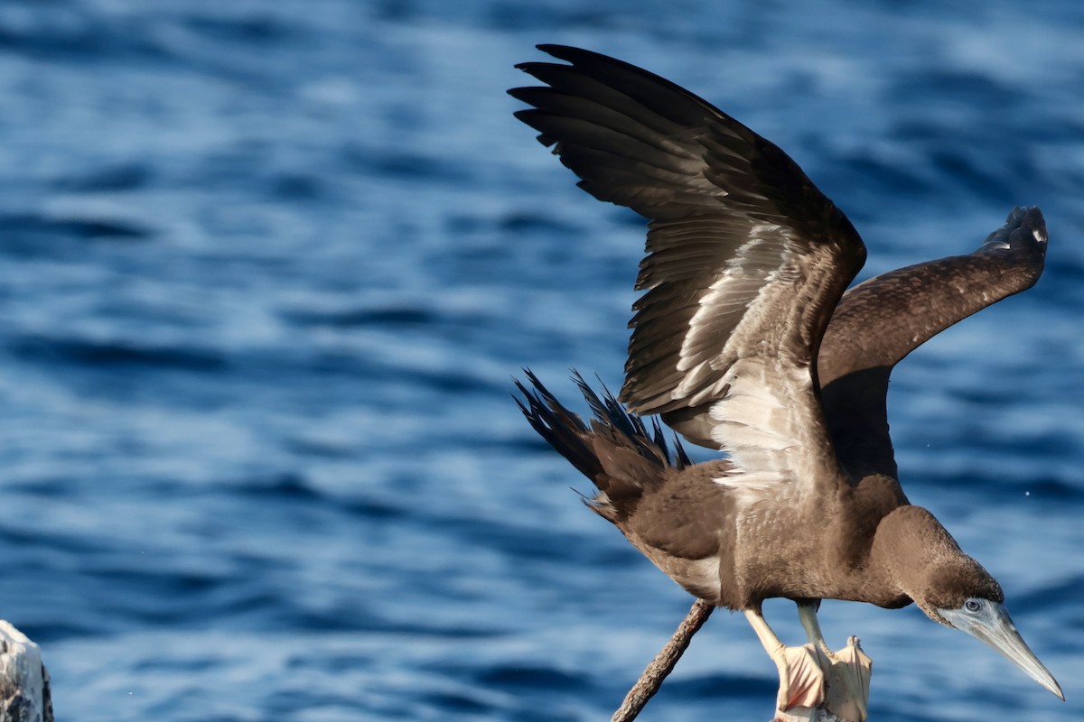 Cocos Booby - ML647204001