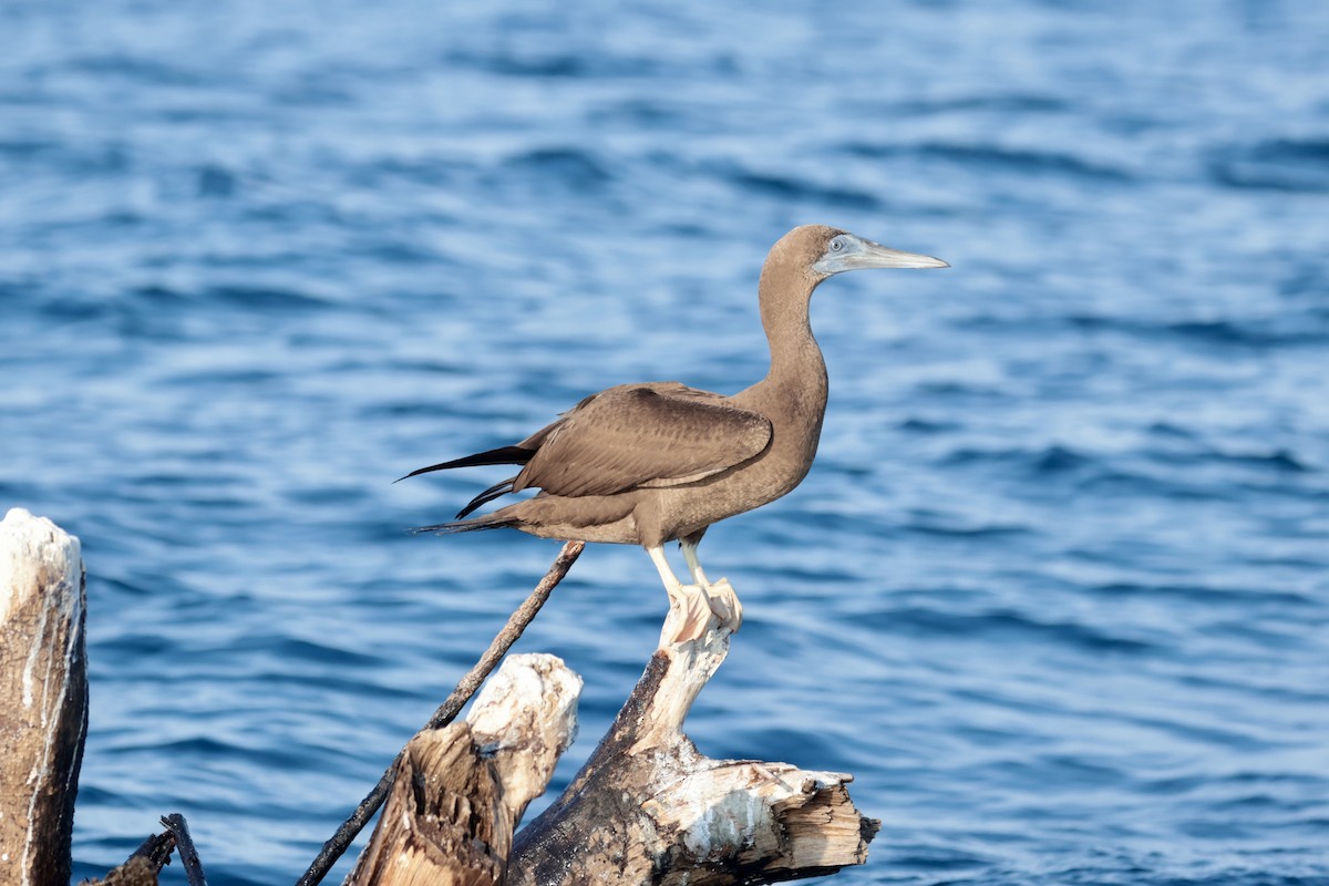 Cocos Booby - ML647204002