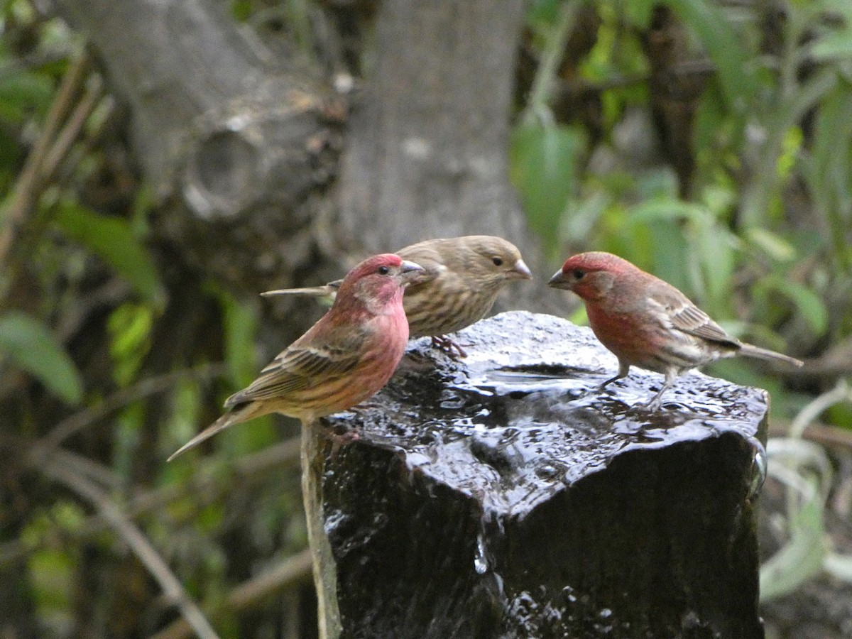 House Finch - ML647204006