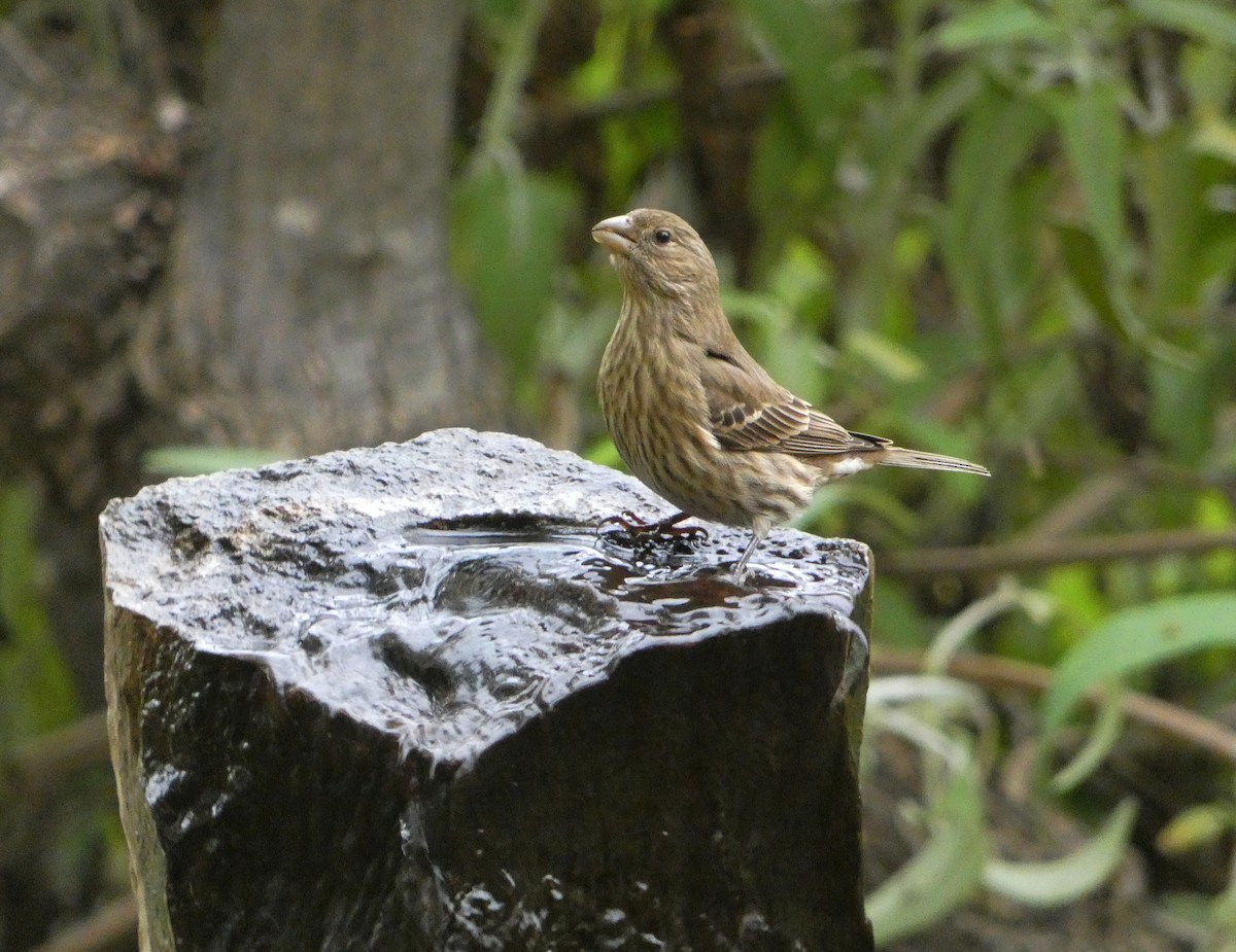 House Finch - ML647204014