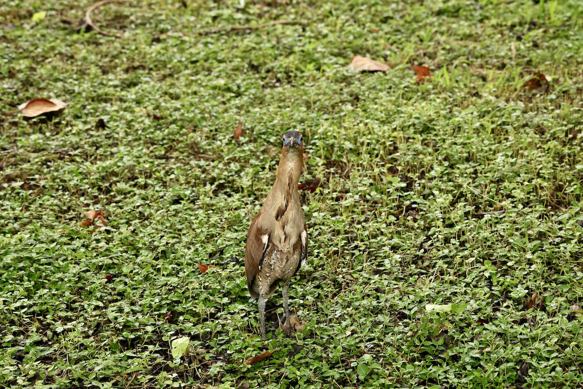 duskdverghegre - ML647204016