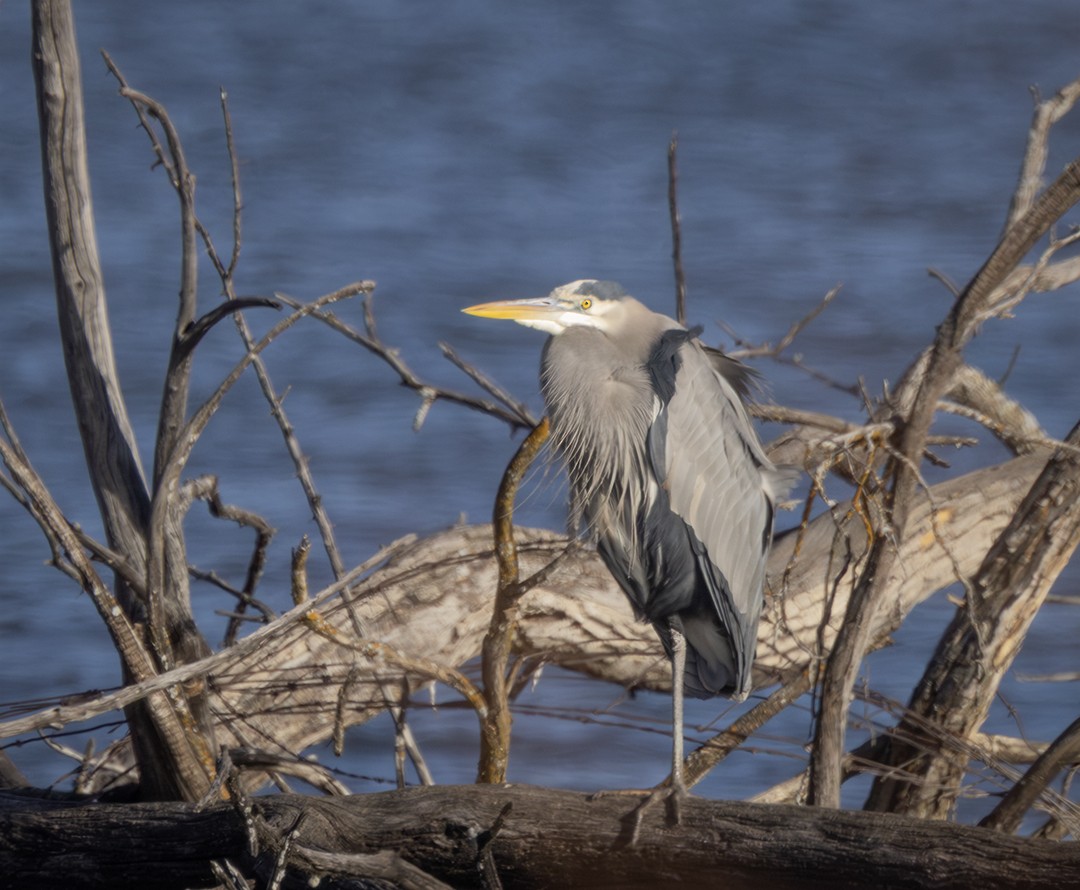 Great Blue Heron - ML647204018