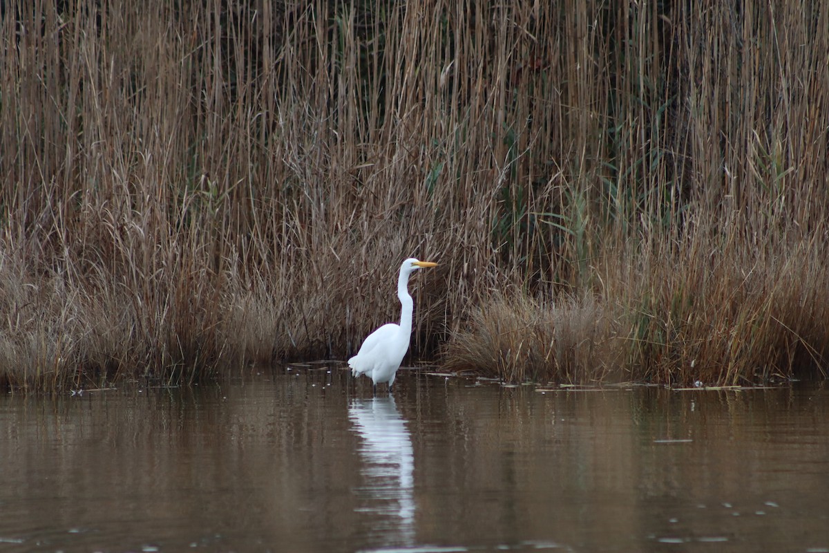 Great Egret - ML647204021