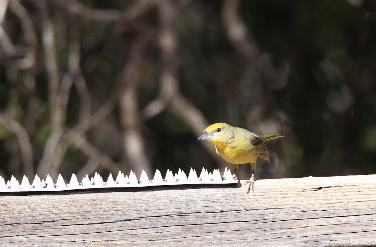 Hepatic Tanager - ML647204027