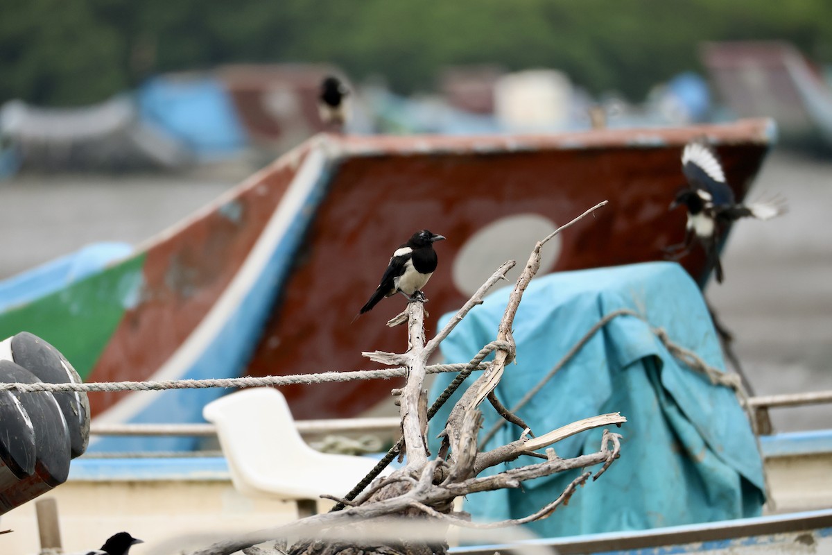 orientskjære - ML647204028