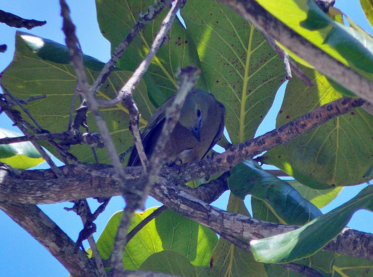 Palm Tanager - ML647204030