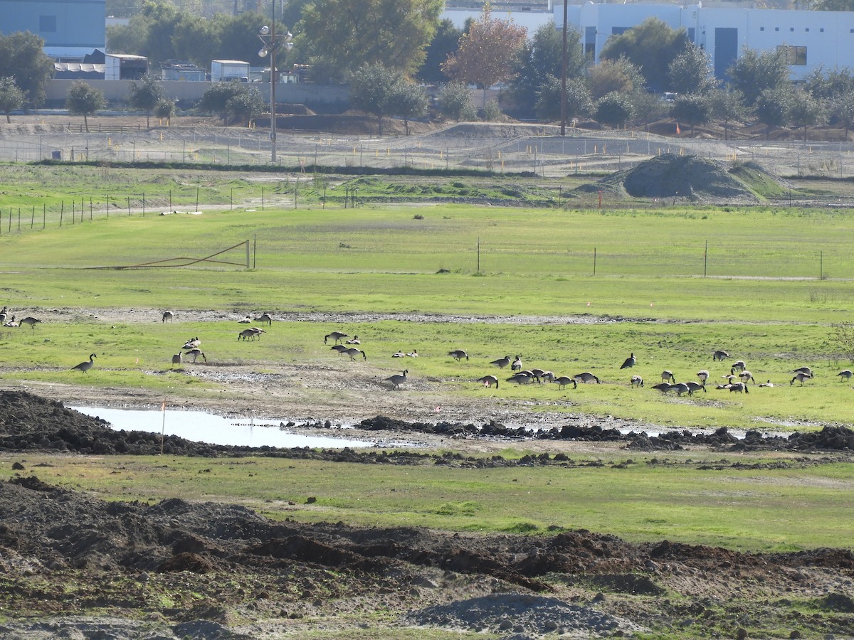 Barnacla Canadiense Grande - ML647204031