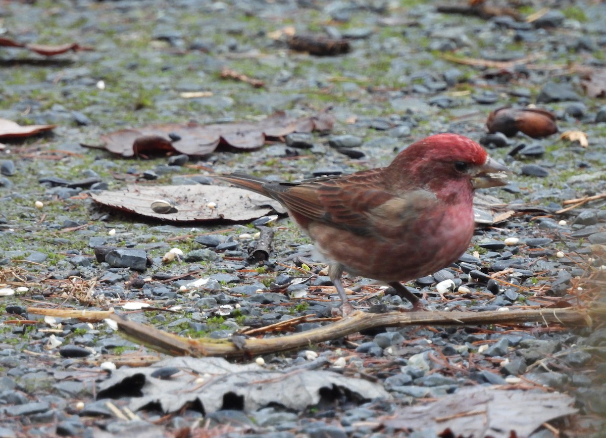 ムラサキマシコ - ML647204045