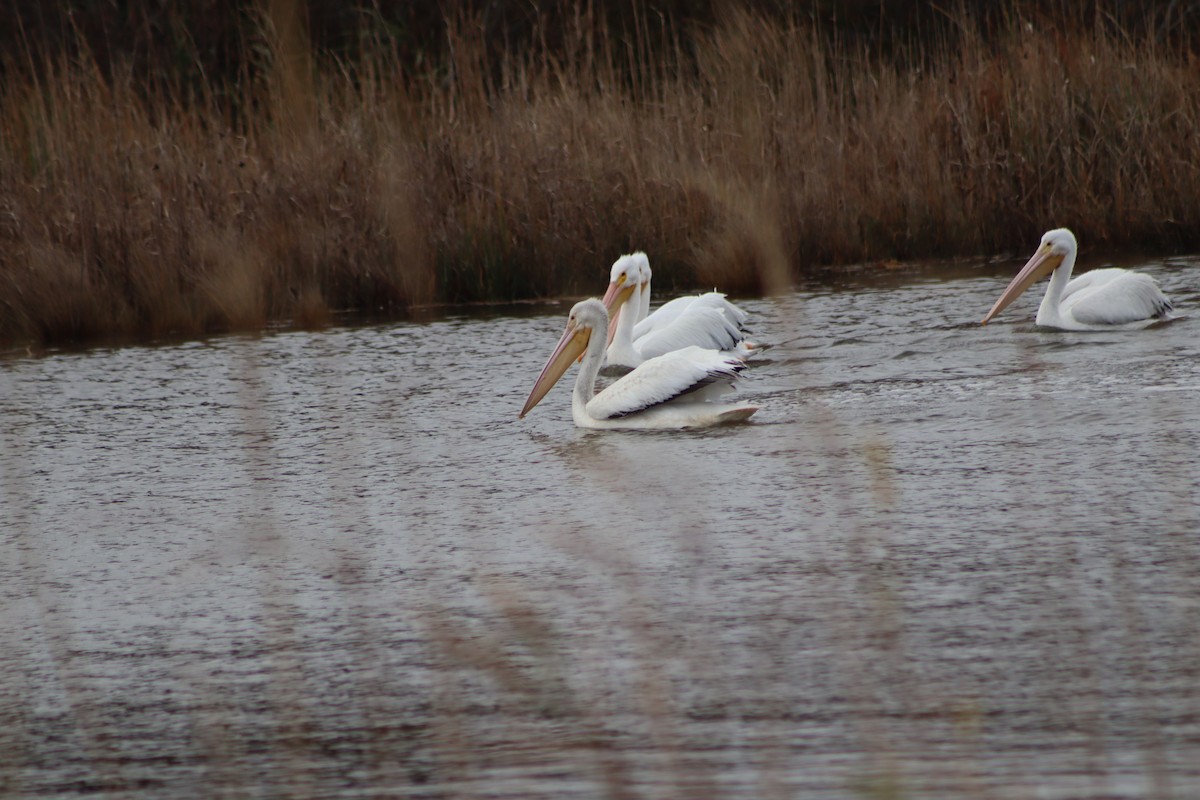 American White Pelican - ML647204047