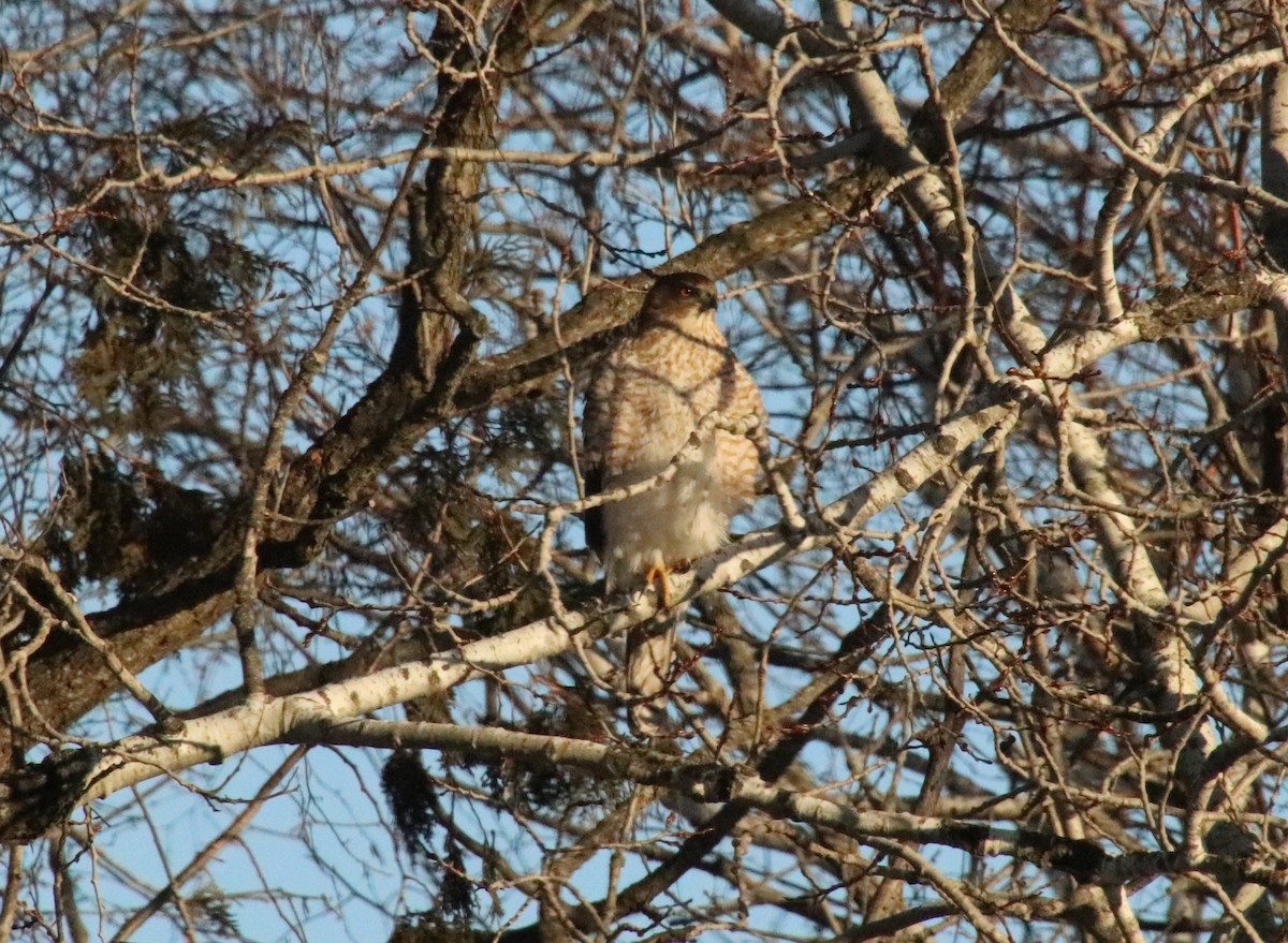 Cooper's Hawk - ML647204070