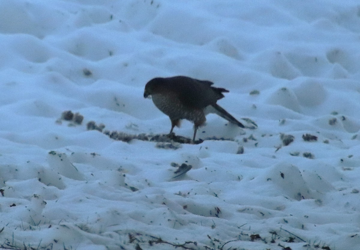 Cooper's Hawk - ML647204078