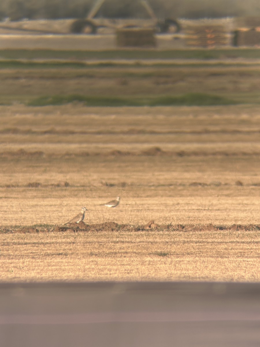 prærielo - ML647204080