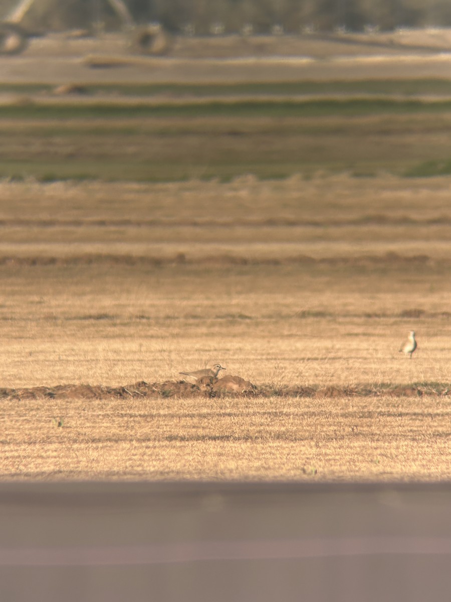 prærielo - ML647204081