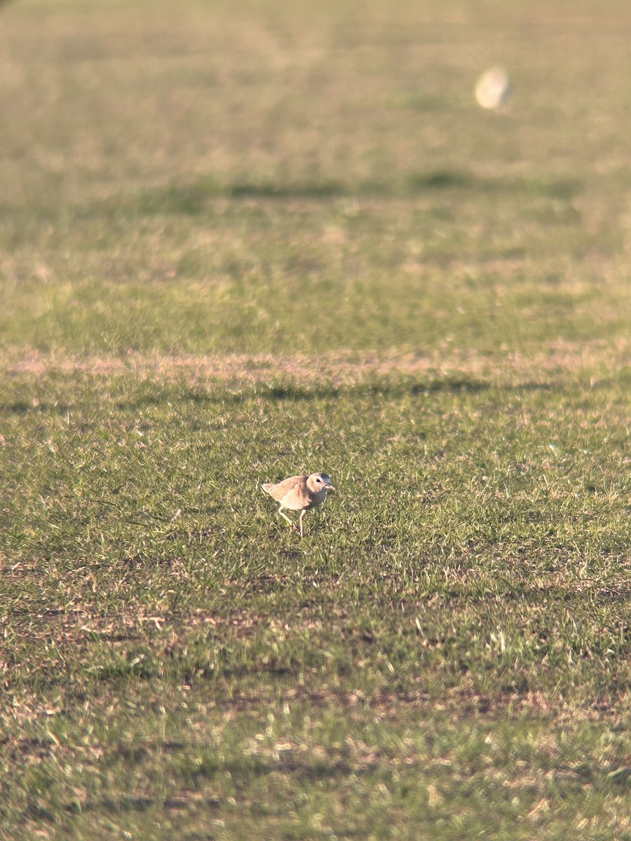 prærielo - ML647204082