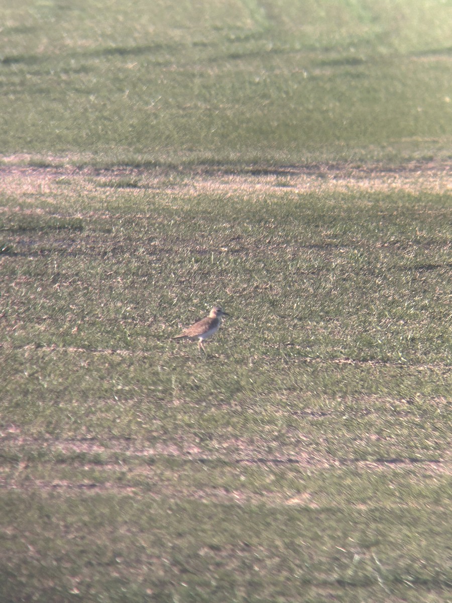 prærielo - ML647204083