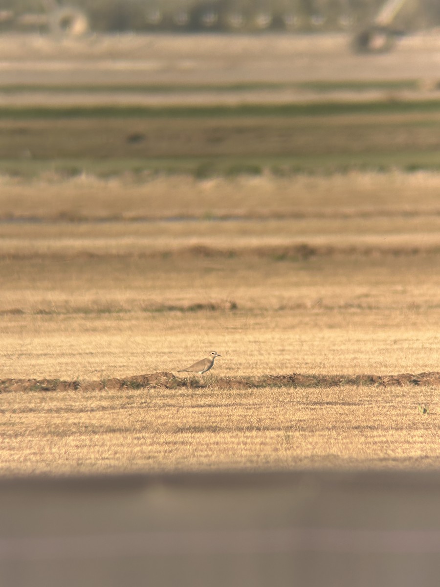 prærielo - ML647204084