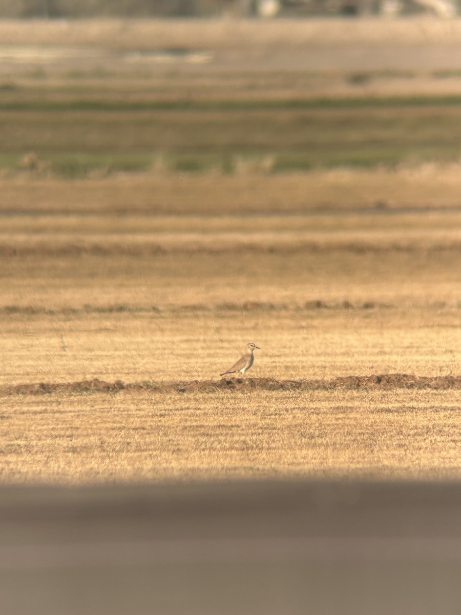 prærielo - ML647204085