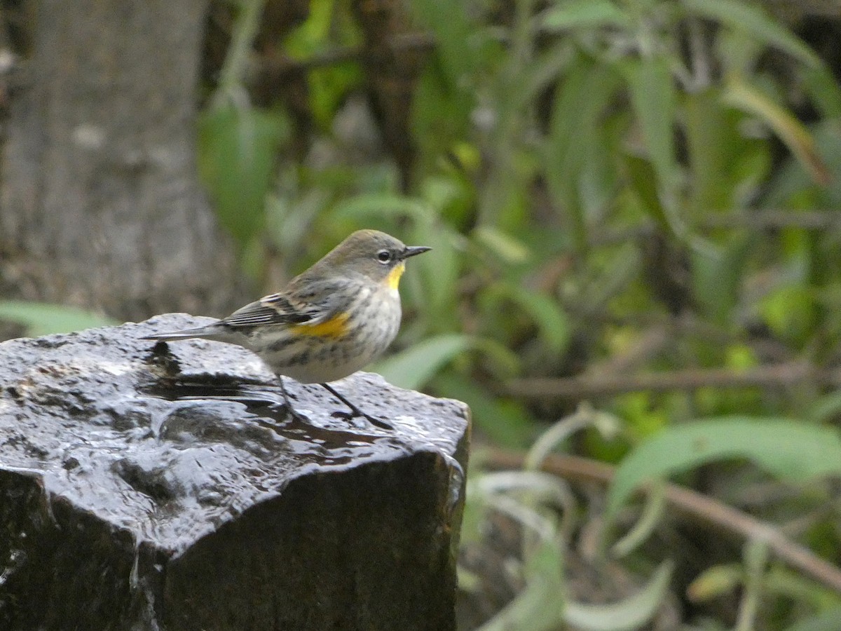 Yellow-rumped Warbler (Audubon's) - ML647204094