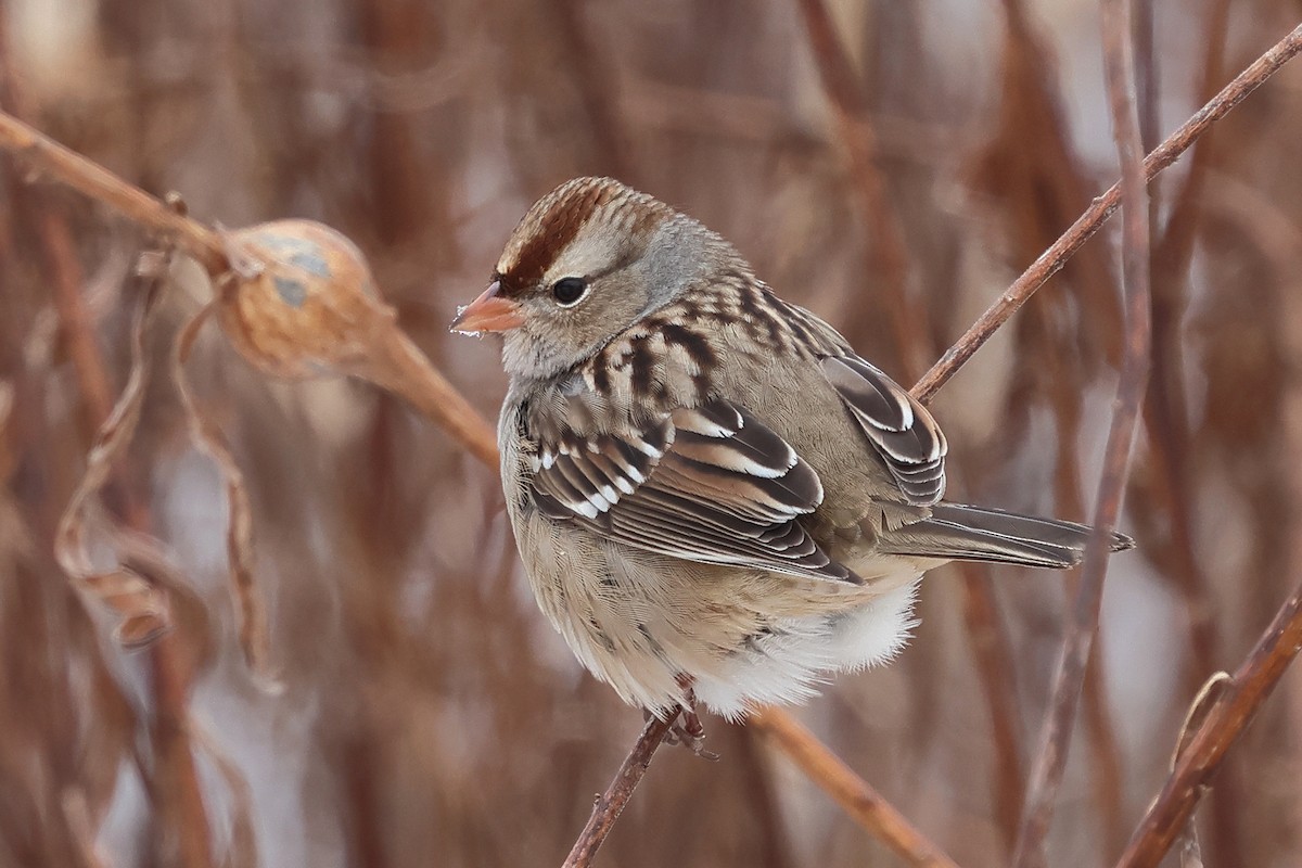 White-crowned Sparrow (leucophrys) - ML647204095