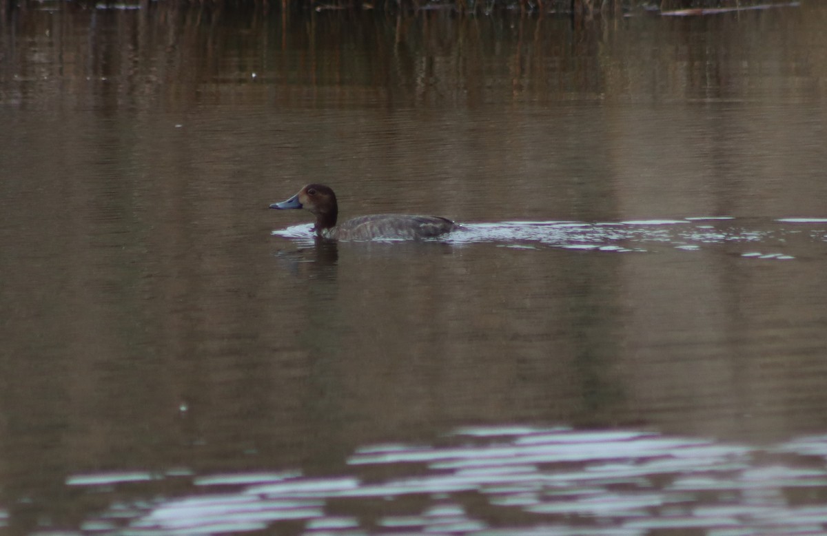 Redhead - ML647204096