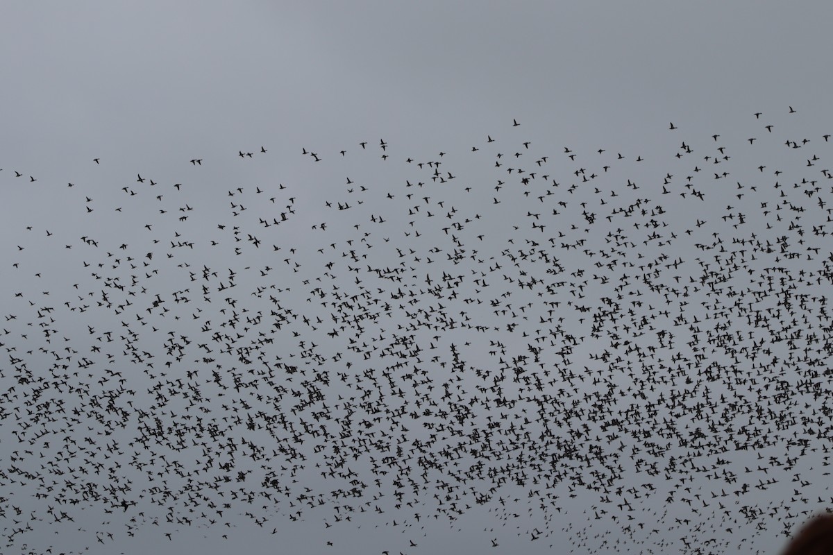Redhead - ML647204097