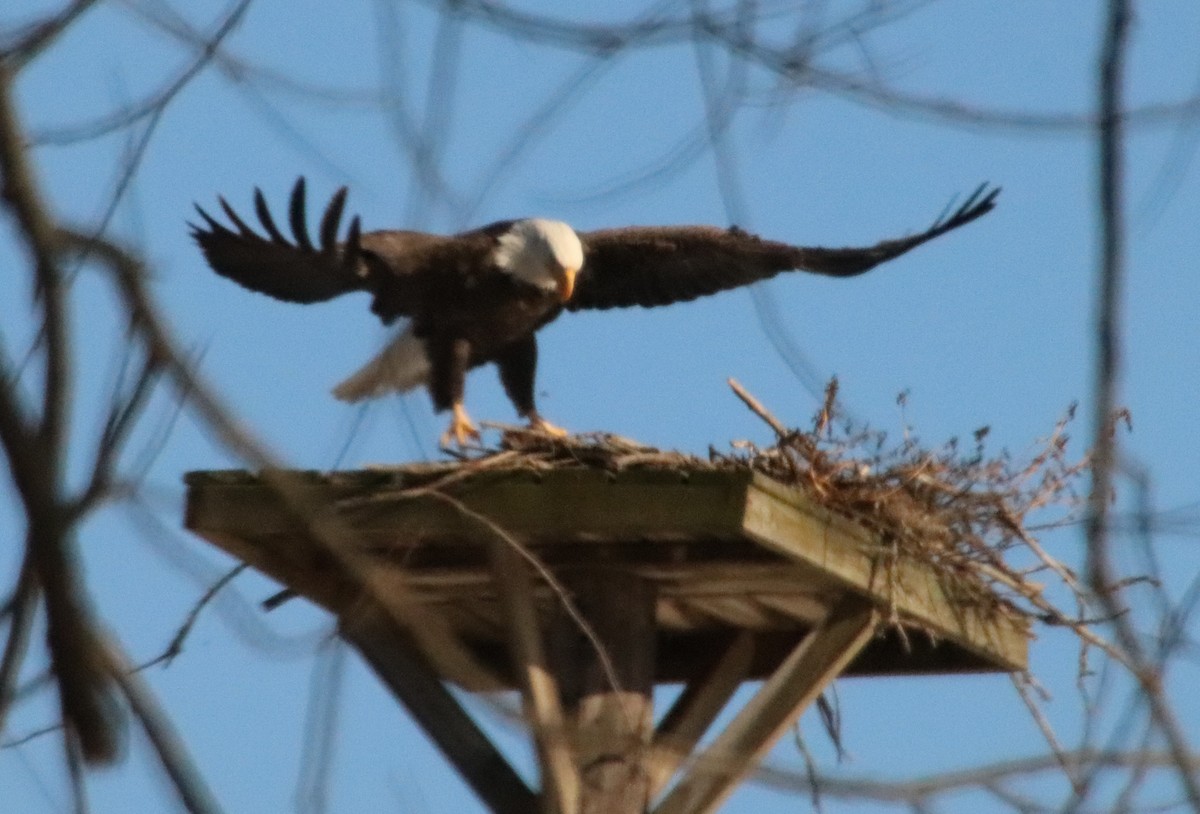Bald Eagle - ML647204098