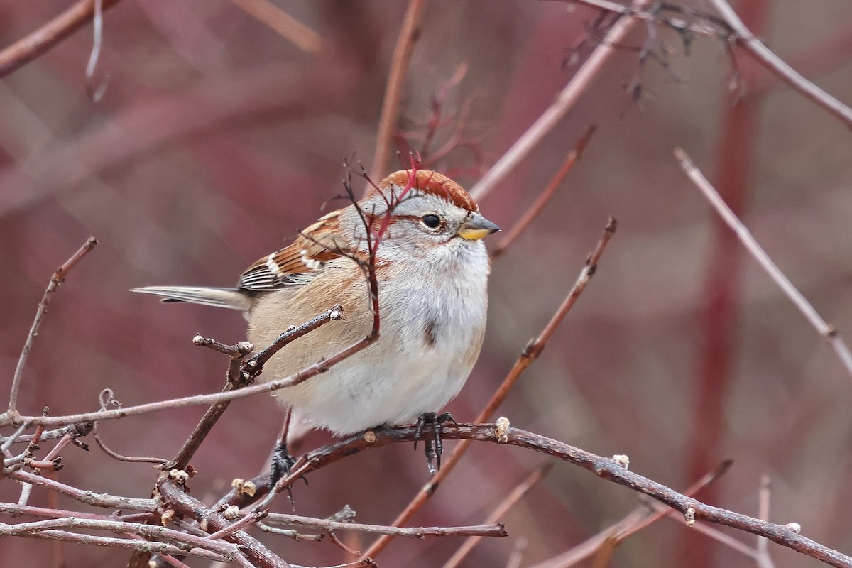American Tree Sparrow - ML647204101