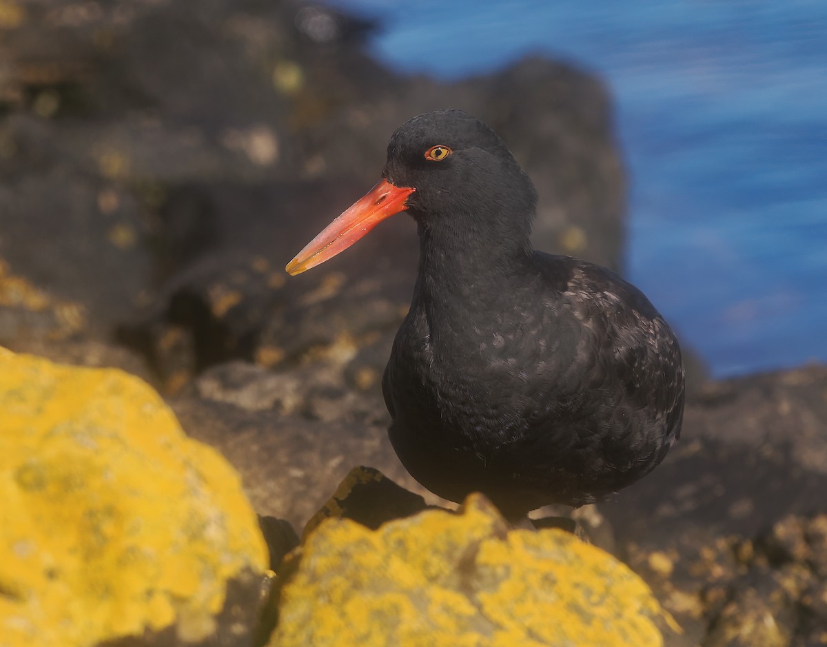 ミナミクロミヤコドリ - ML647204104