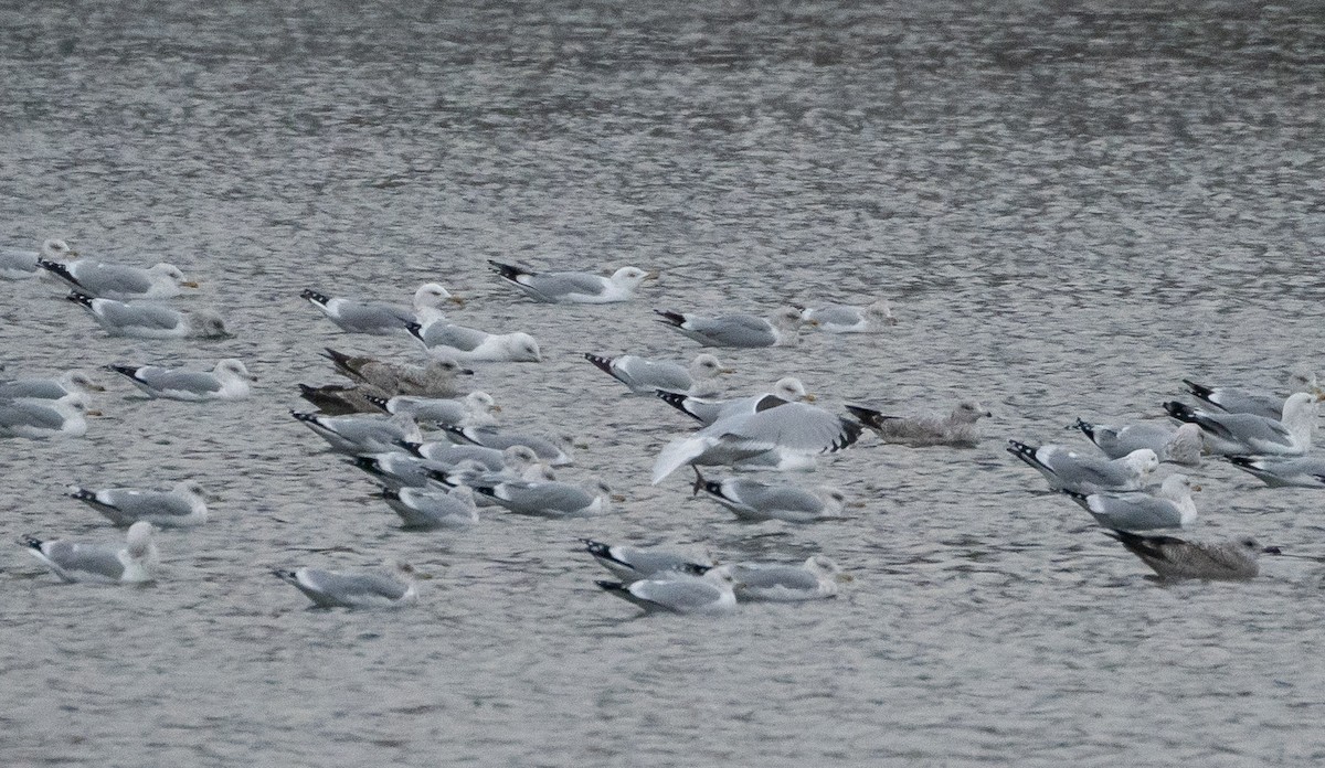 アイスランドカモメ（亜種 カナダカモメ） - ML647204105