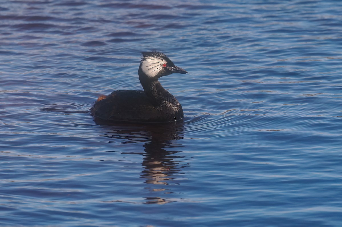 ミミジロカイツブリ - ML647204115