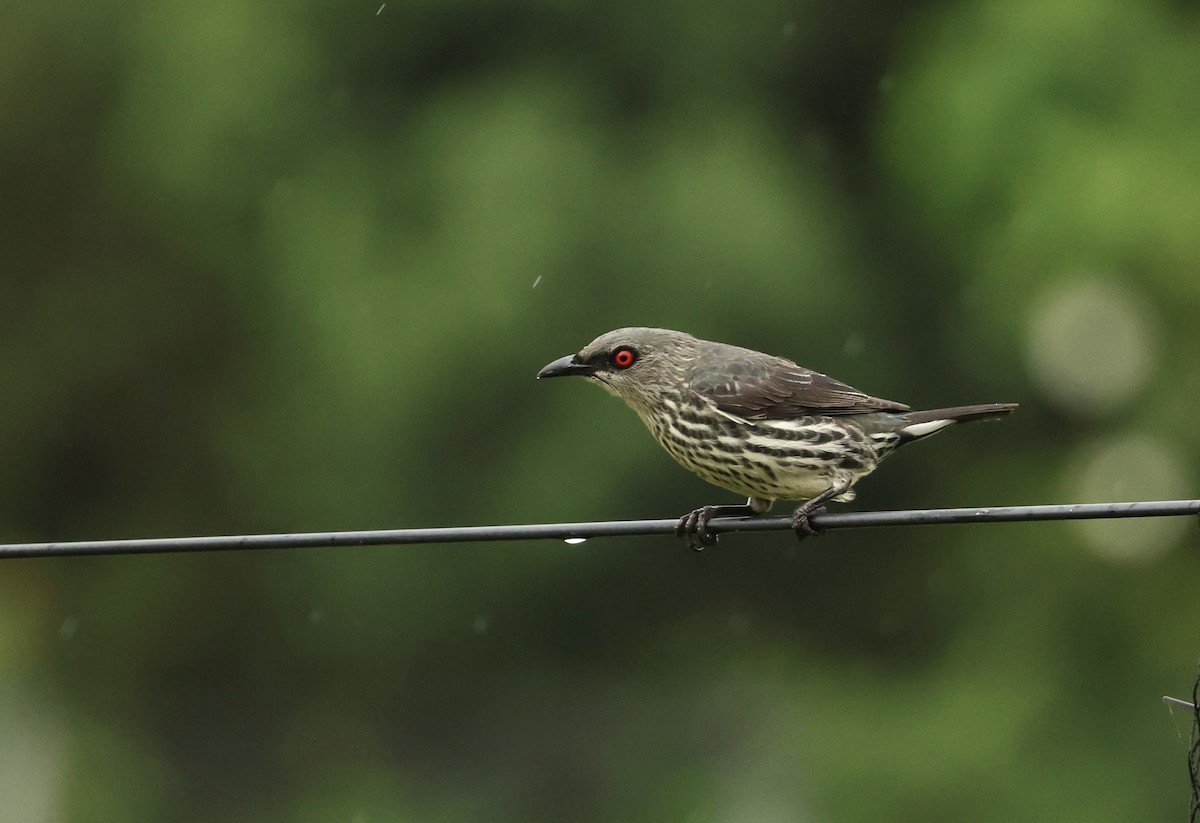 Malay Sığırcığı - ML647204131