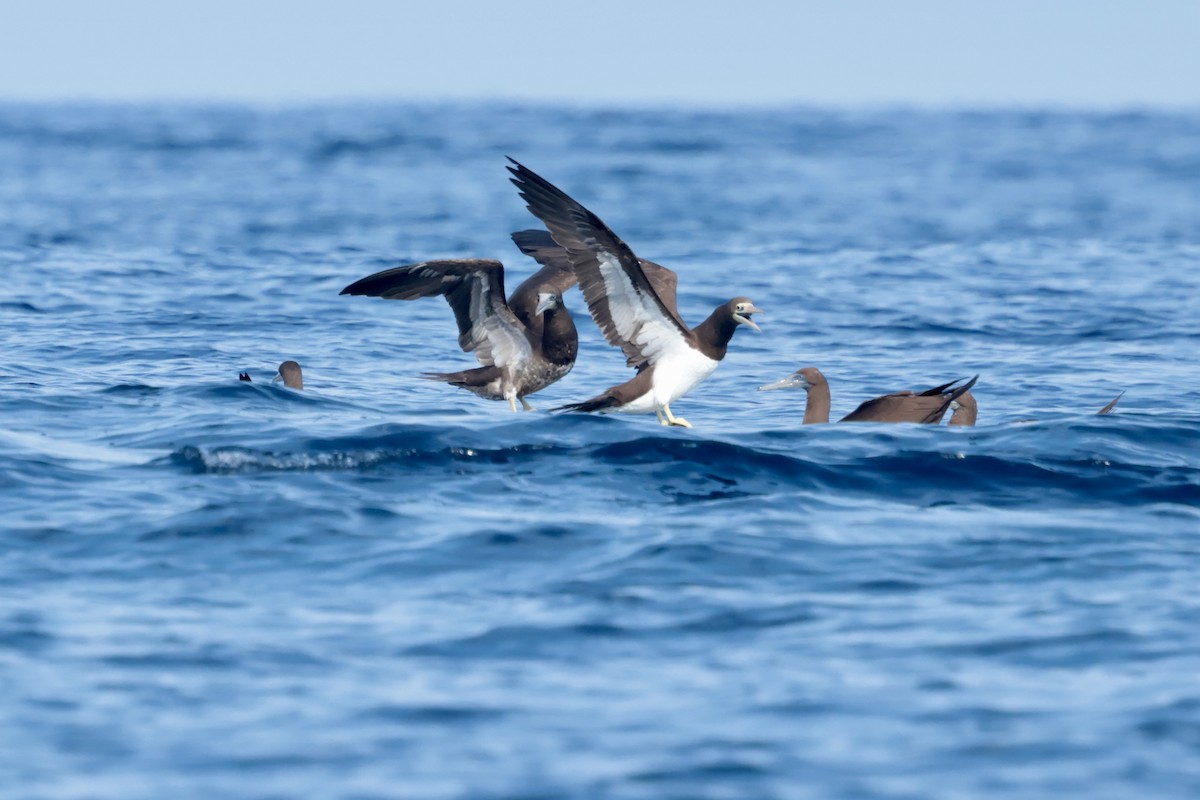 Cocos Booby - ML647204148